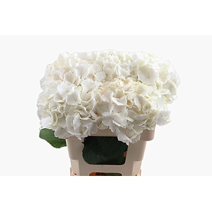 Hydr Verena White 50 cm Vicini