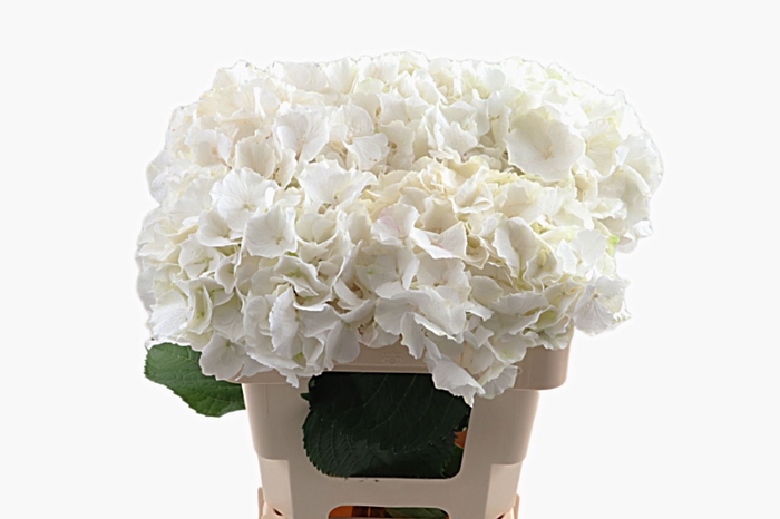 <h4>Hydr Verena White 50 cm Vicini</h4>