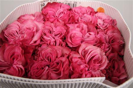 <h4>R Gr Country Blues Ec</h4>