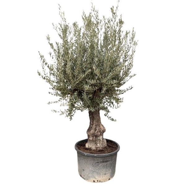 <h4>Olea europea P90 stam</h4>