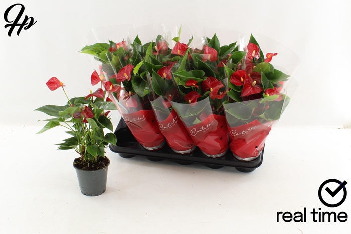 <h4>ANTHU AN MICRA</h4>