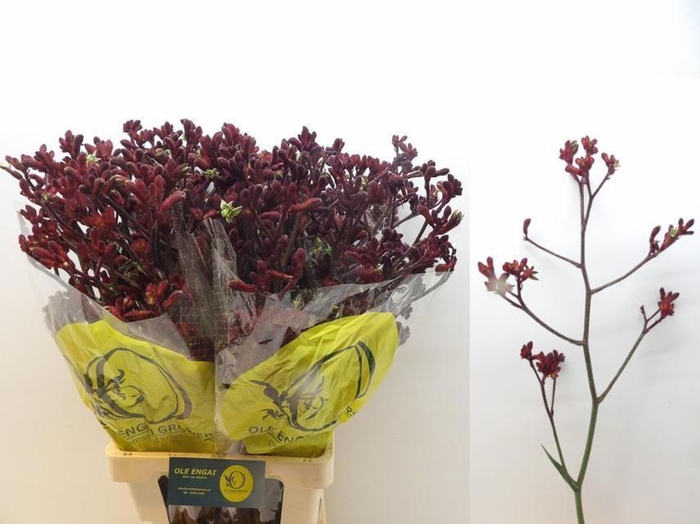 <h4>ANIGOZ EARLY SPRING</h4>