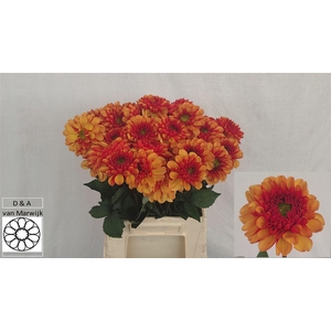 Dahlia Ov Orange