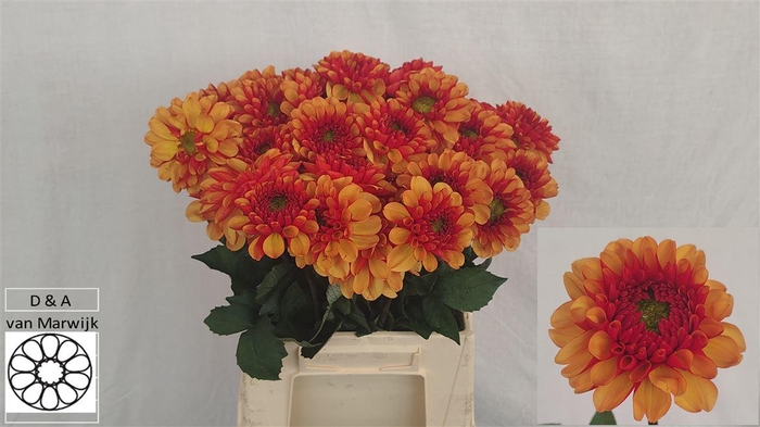 <h4>Dahlia Ov Orange</h4>