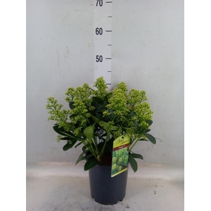 Skimmia jap. 'Finchy'