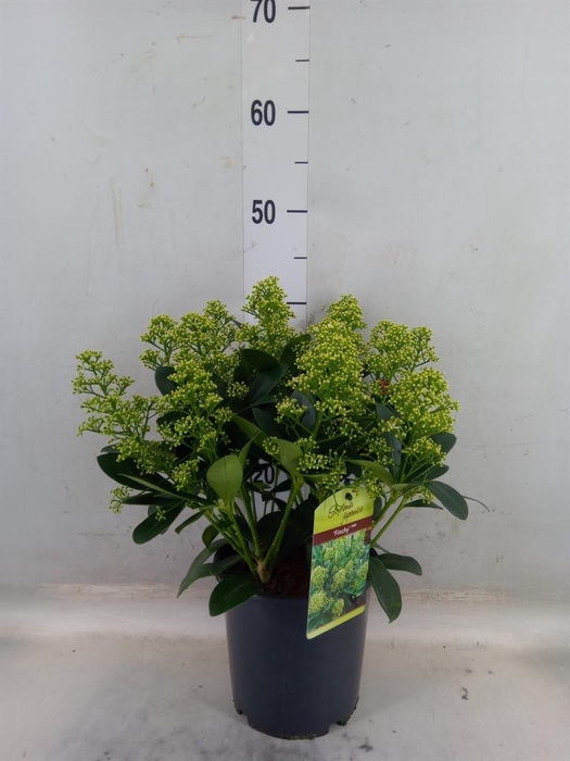 <h4>Skimmia jap. 'Finchy'</h4>