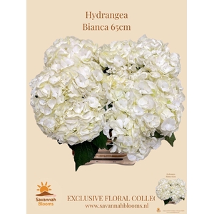 HYDR M BIANCA