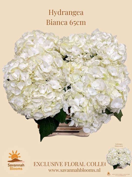 <h4>HYDR M BIANCA</h4>
