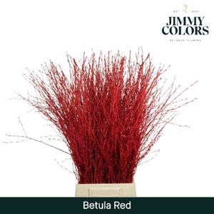 Betula L70 Red