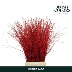 Betula L70 Red