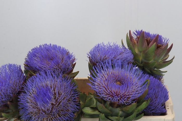 <h4>Cynara Cardunculus</h4>