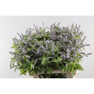 Mentha Silver Queen
