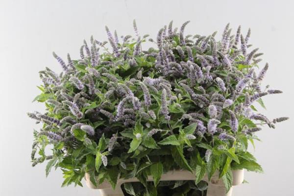 <h4>Mentha Silver Queen</h4>