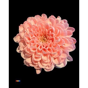 Chr T Altaj Coral Blush