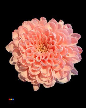 Chr T Altaj Coral Blush