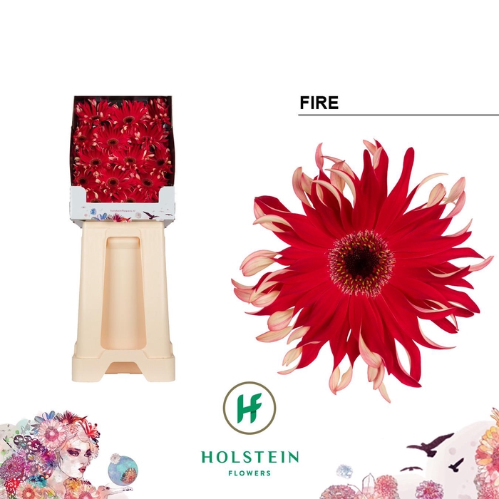 <h4>Gerbera Pasta Fire Diamond</h4>