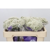 Ozothamnus  'Cooks Snow White'