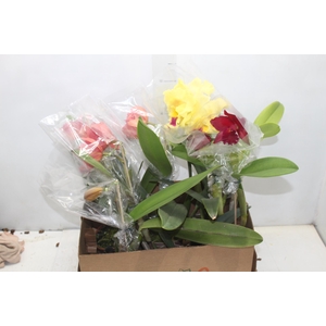 ORQUIDEA CATTLEYA P15