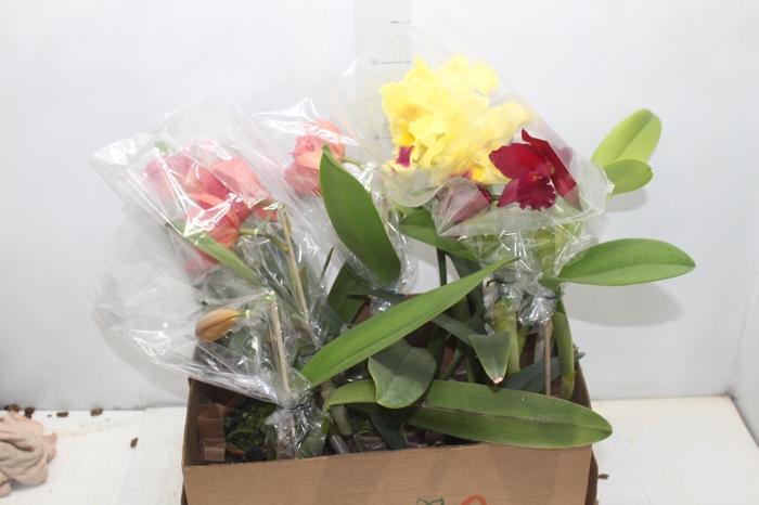 <h4>ORQUIDEA CATTLEYA P15</h4>