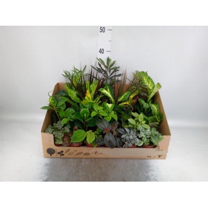 Planten Groen ...mix 24