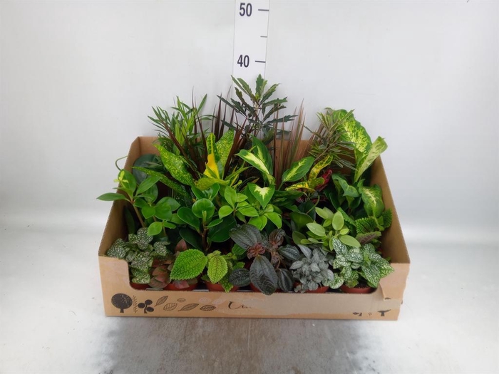 <h4>Planten Groen   ...mix 24</h4>