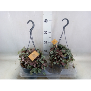 Ceropegia woodii ssp. woodii