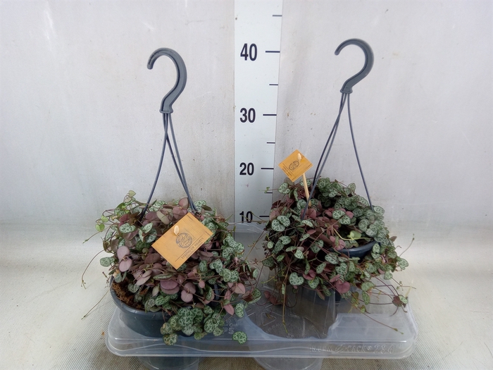 <h4>Ceropegia woodii ssp. woodii</h4>