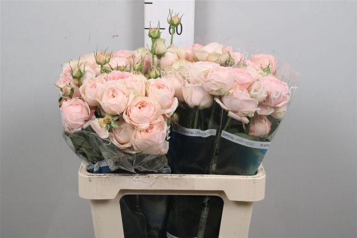 <h4>R Tr Silva Sweet+</h4>