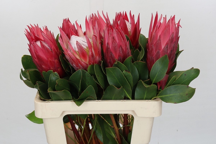 <h4>Protea Cynaroides Madiba</h4>