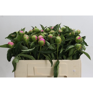 Paeonia Monsieur Jules Elie