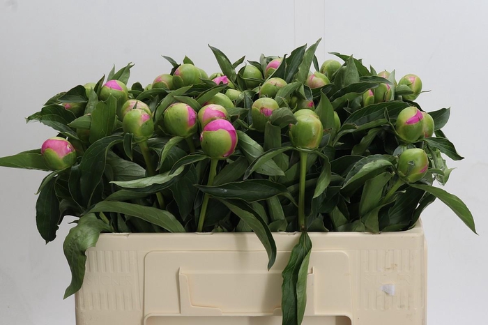 <h4>Paeonia Monsieur Jules Elie</h4>