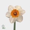 NARCISSUS JOHANN STRAUSS 35 GR.