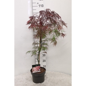 Acer palmatum 'Garnet'
