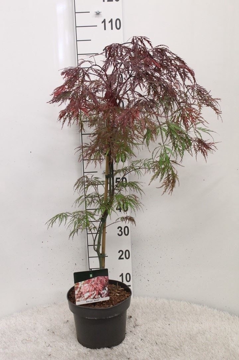 <h4>Acer palmatum 'Garnet'</h4>