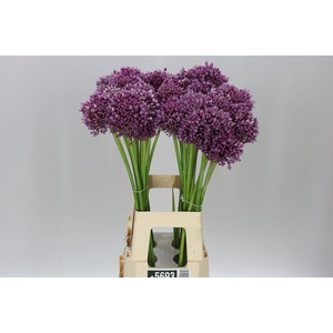 Allium Jasmine