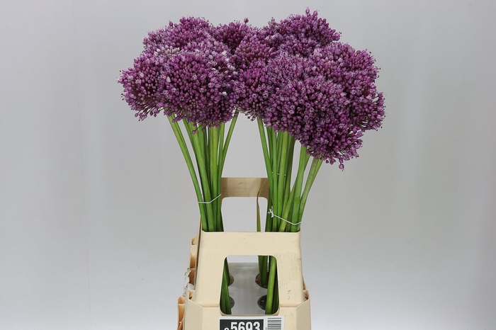 <h4>Allium Jasmine</h4>