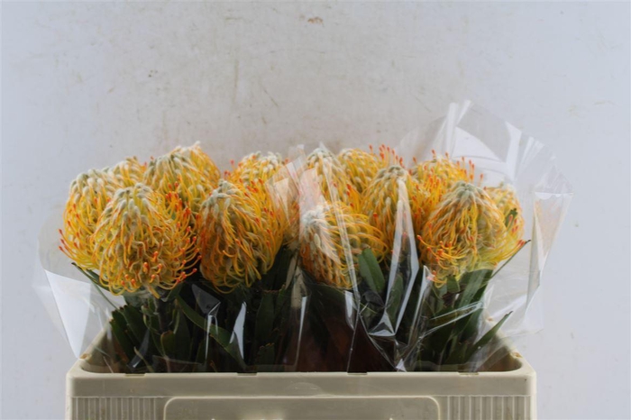 <h4>Leuco Co Goldie</h4>