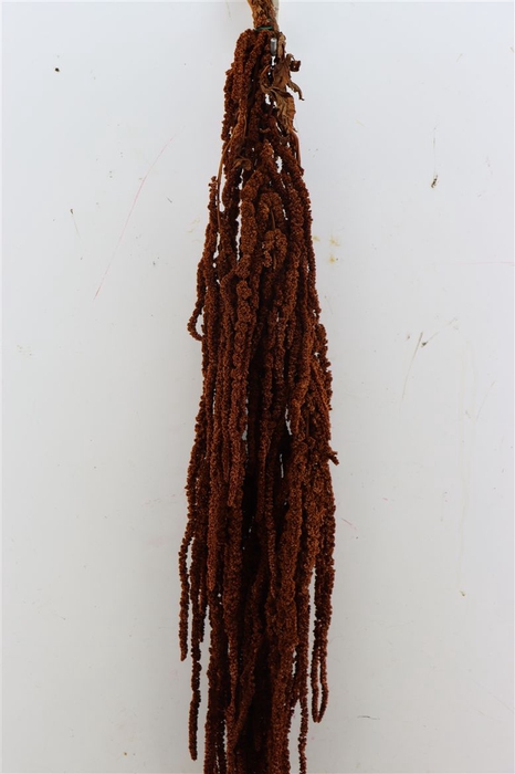 <h4>Pres Amaranthus Caud Brown Bunch</h4>