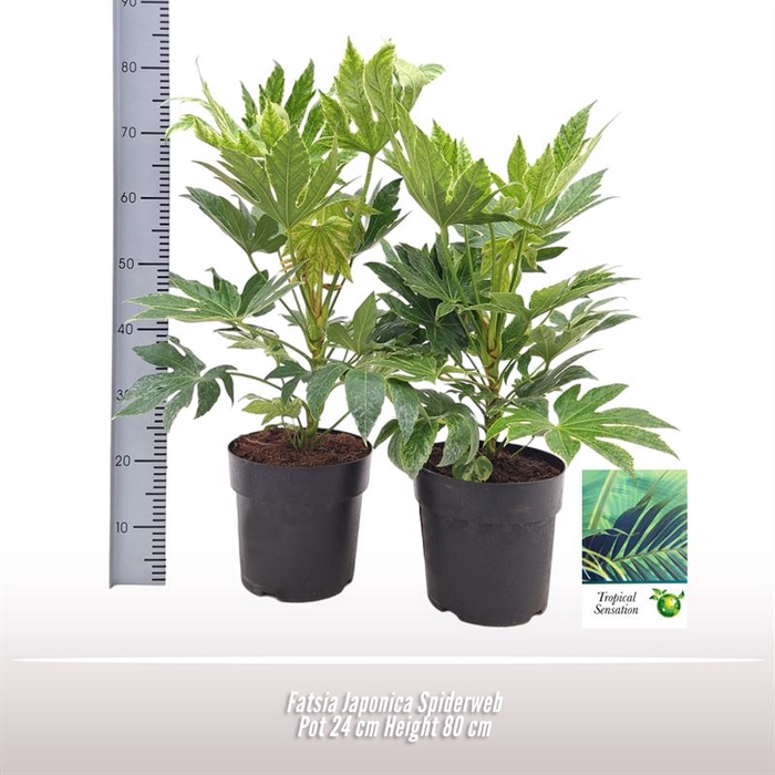 <h4>Fatsia Japonica Spiderweb</h4>