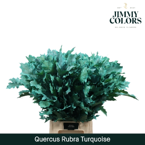 Quercus Rubra L80 Klbh. Turquoise