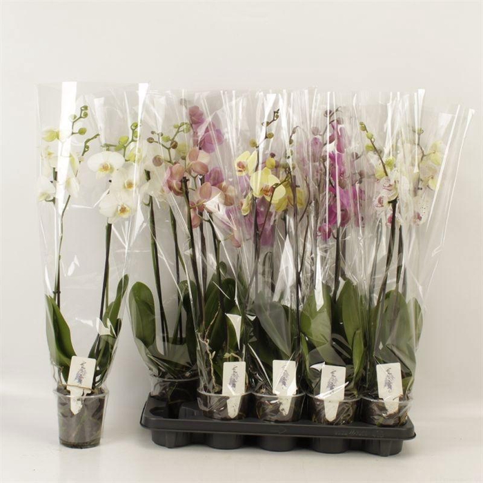 <h4>PHAL GEM 5 KL</h4>