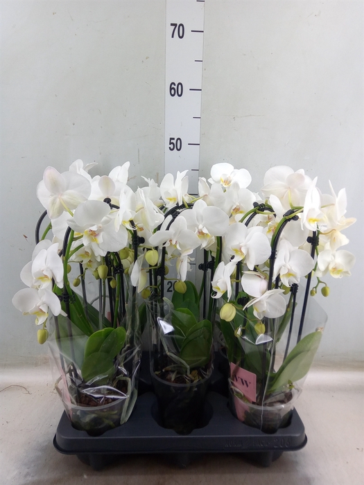 <h4>Phalaenopsis  'Ant Inverness'</h4>