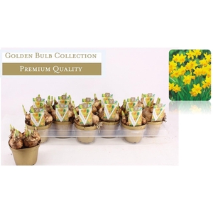 Narcissus Cyclamineus Grp 'Tete a tete'