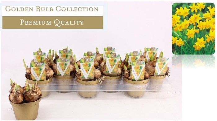 <h4>Narcissus Cyclamineus Grp 'Tete a tete'</h4>