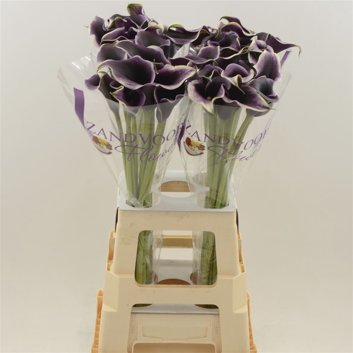 <h4>Calla Dubai Night</h4>