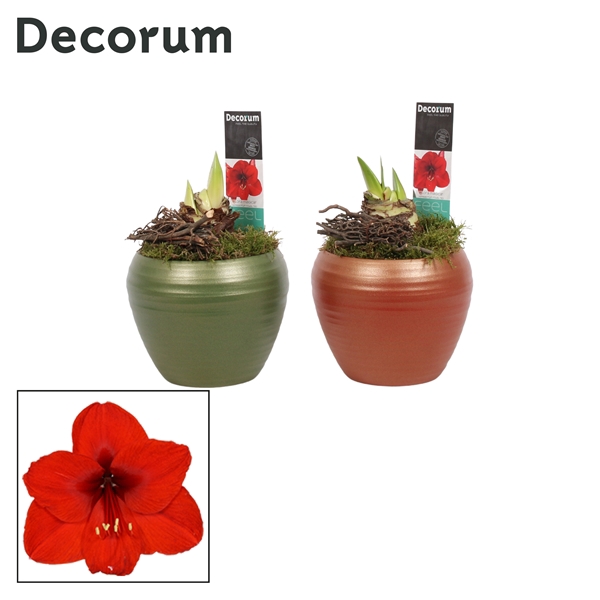 <h4>Amaryllis Rood 2 Knop in Melanie HERFST (Decorum)</h4>