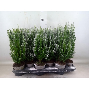 Chamaecyparis laws. 'Ellwoodii'