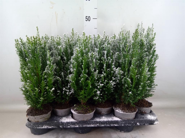 <h4>Chamaecyparis laws. 'Ellwoodii'</h4>