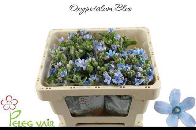 <h4>OXY CO TAN PURE BLU</h4>