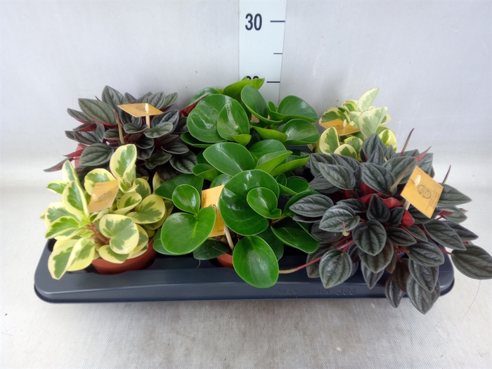 <h4>Peperomia   ...mix</h4>